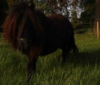 Ohannah van stal Bloemendaal